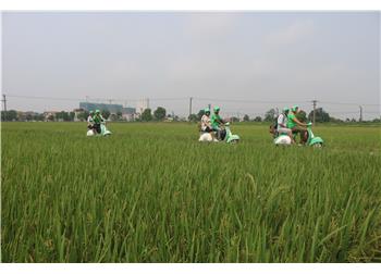 vespa tour hanoi -  EXPLORE RED RIVER DELTA COUNTRYSIDE 5 HOURS